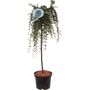 Irga (Cotoneaster) jako drzewko w doniczce ze zwisającymi gałęziami.