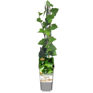 Zielony bluszcz pospolity w doniczce, idealny jako roślina doniczkowa.