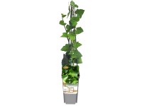 Bluszcz Irlandzki Zimozielony wys. 25-40cm