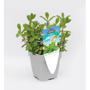 Świeża mięta (t.b.t.) w doniczce, idealna do kuchni i ogrodu. Aromatyczne zioło.