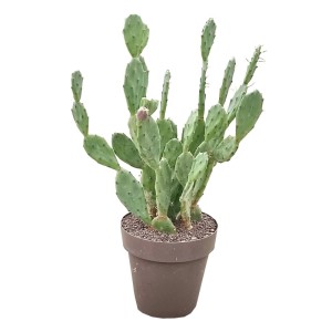 Opuncja pospolita (Opuntia vulgaris) don. 25 cm