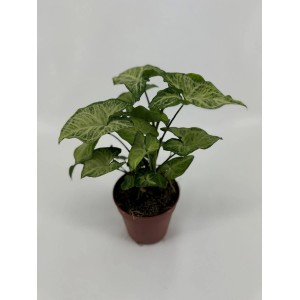 Zielona roślina doniczkowa t.b.t. w doniczce, dekoracyjne liście.