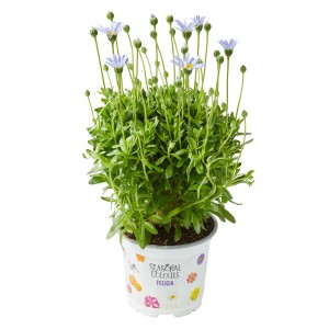 Niebieska Felicia w doniczce, średnica ok. 10,5 cm. Delikatne, jasnoniebieskie kwiaty i zielone liście.
