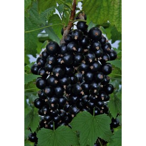 Dojrzałe, ciemne czarne porzeczki na gałęzi drzewa owocowego.