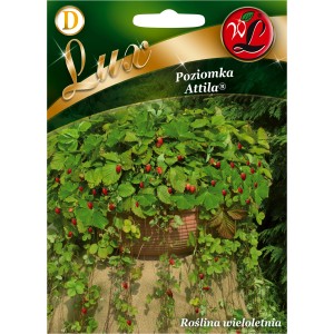 Opakowanie nasion poziomki 'Attila' Lux, wieloletnie nasiona warzyw.