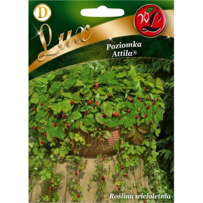 Poziomka Attila