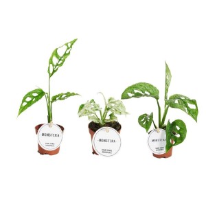 Trzy różne rośliny doniczkowe Monstera w doniczkach.