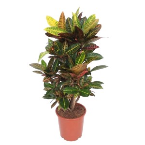 Kroton Petra (Codiaeum variegatum) wys. 110 cm don. 27 cm