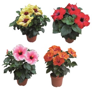 Różnokolorowe rośliny doniczkowe hibiskusa w doniczkach, np. żółte, czerwone, różowe i pomarańczowe.