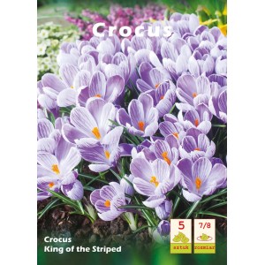Zbliżenie na pasiastych krokusach (Crocus) odmiany 'King of the Striped'.