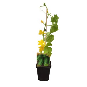 Sadzonka ogórka w doniczce z żółtymi kwiatami i podpórką.