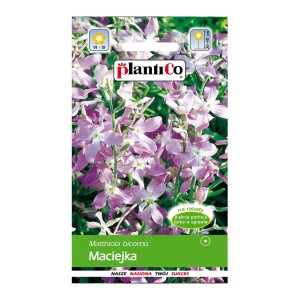 Opakowanie nasion Maciejki (Matthiola bicornis). Delikatne, fioletowe kwiaty.