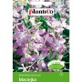 Opakowanie nasion Maciejki (Matthiola bicornis). Delikatne, fioletowe kwiaty.