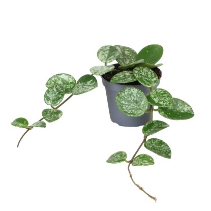 Hoya Mathilde Splash don. 6 cm