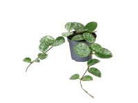 Hoya Mathilde Splash don. 6 cm