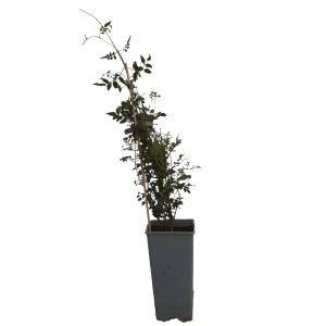 Jaśmin mix (Jasminum sp.)