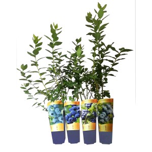 Różne rośliny borówki w doniczkach.