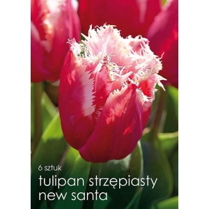 Paczka czerwonych, strzępiastych tulipanów "New Santa", idealna do ogrodu.