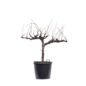 Dzikie wino (t.b.t.) w czarnej doniczce, bez liści.