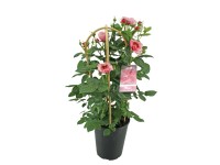 Róże patio mix - wys. 60 cm, don. 22 cm