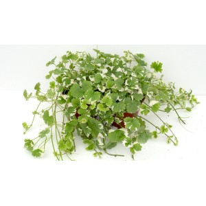 t.b.t., zielona roślina doniczkowa z liśćmi o białych brzegach w doniczce.