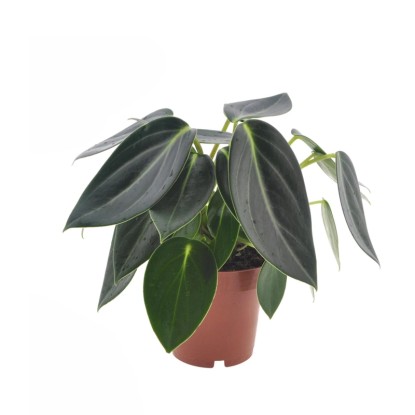 Peperomia Vanilla don. 12 cm