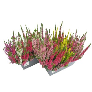 Wrzos Multicolour Trio w skrzynce, różne kolory, wysokość ok. 10-15 cm.