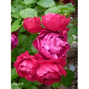 Zdjęcie ciemnoczerwonych róż rabatowych. Róże są w pełnym rozkwicie i mają gęsty kształt kwiatu.