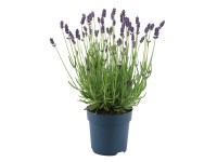 Lawenda (Lavandula Felice & Stoechas) don. 10,5 cm