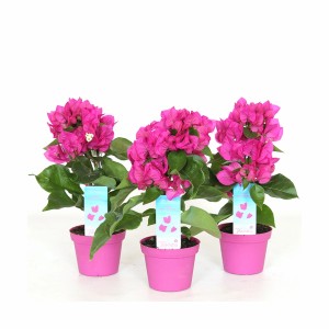 Trzy rośliny doniczkowe t.b.t. z różowymi kwiatami w różowych doniczkach.