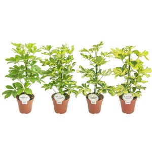 Różne rośliny doniczkowe Schefflera w doniczkach, zielone i żółto-zielone liście.