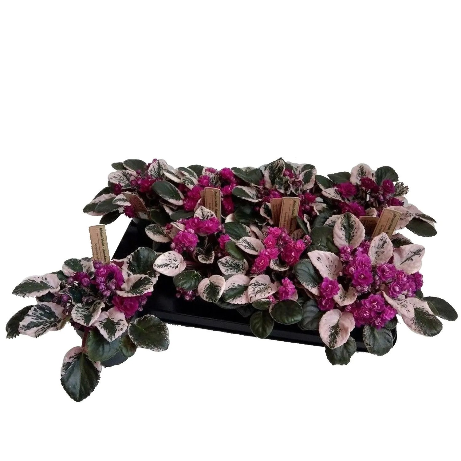 Fioek afrykaski (Saintpaulia Variegata) don. 12 cm