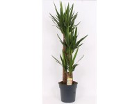 Juka (Yucca) 3 pędy - wys. 130 cm, don. 27 cm