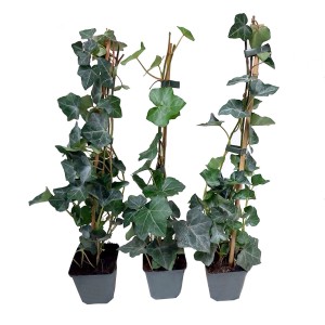 Trzy rośliny bluszczu (Hedera helix) na tyczkach w szarych doniczkach.