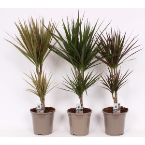 Trzy draceny (Dracena) w doniczkach o różnych kolorach liści.