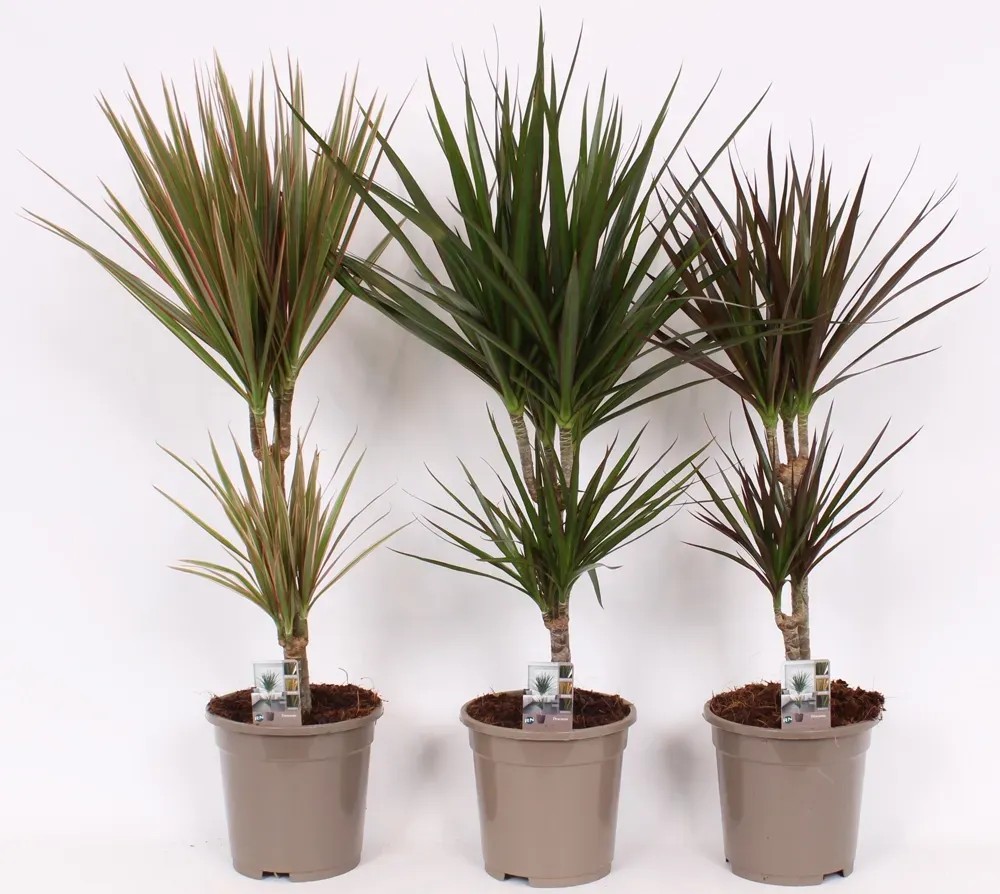 Dracena (Dracaena Marginata) 2 pdy mix - don. 17 cm