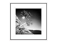 Obraz Artbox MOON TREE 50 cm x 50 cm Obraz Artbox MOON TREE 50 cm x 50 cm