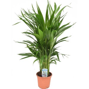 Zielona roślina doniczkowa t.b.t. w doniczce, duża roślina do wnętrz.