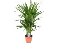 Palm Dypsis lutescens wys. 70 cm