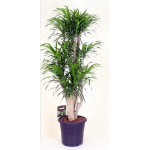 Dracena (Dracena) w doniczce, roślina doniczkowa o zielonych liściach.