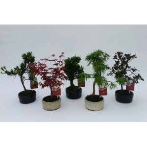 Różne drzewka bonsai w doniczkach, np. klon, sosna, cis.