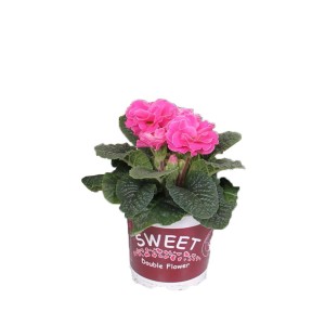 t.b.t. w doniczce z różowymi kwiatami. Duża roślina doniczkowa.