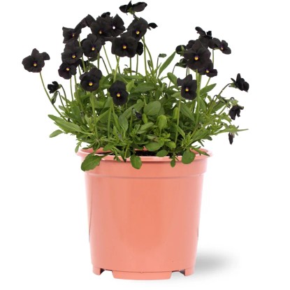Bratek drobnokwiatowy czarny wys. 15cm don. 17cm