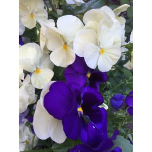 Kwitnąca roślina t.b.t. z białymi i fioletowymi kwiatami.