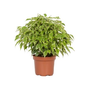 Zielony Fikus 't.b.t.' w brązowej doniczce, roślina doniczkowa.