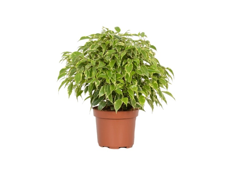 Fikus (Ficus Benjamina) mix wys. ok. 100 cm, don. 21 cm kupuj w OBI