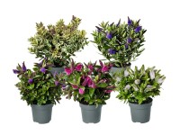 Hebe Addenda kwitnąca wys. 20cm don. 13cm