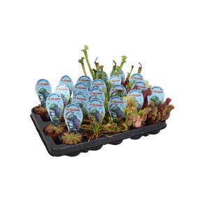 Różne rośliny mięsożerne w zestawie, np. rosiczka i dzbanecznik.