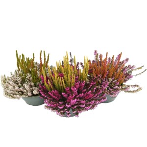 Wrzosiec Beauty Ladies Trio w skrzynce balkonowej (Ø 40cm) z białymi, żółtymi i różowymi kwiatami.