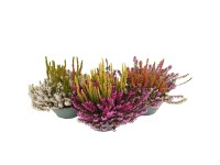 Kompozycja wrzośćce, wrzosy mix don. 23 cm